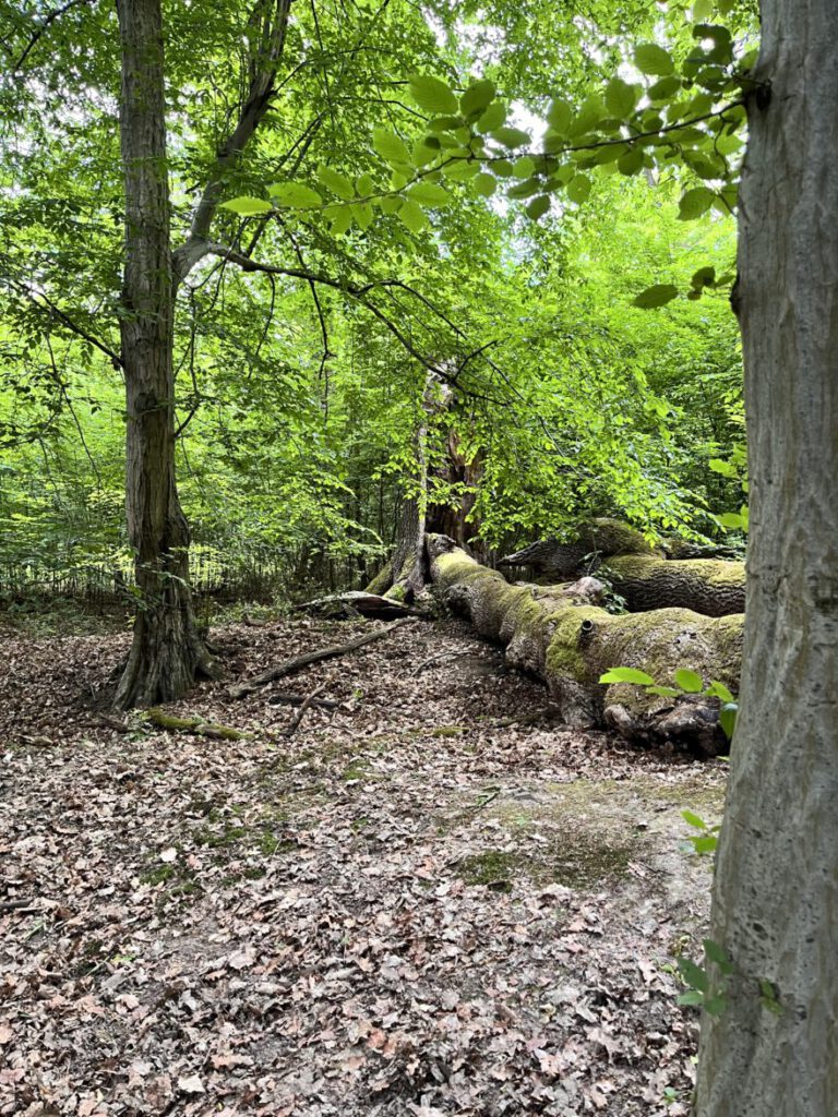 Wandern im Bergischen Land Durch die Wahner Heide bei Troisdorf 13