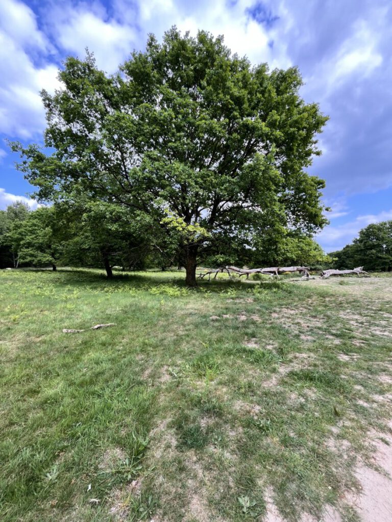 Wandern im Bergischen Land Durch die Wahner Heide bei Troisdorf 24