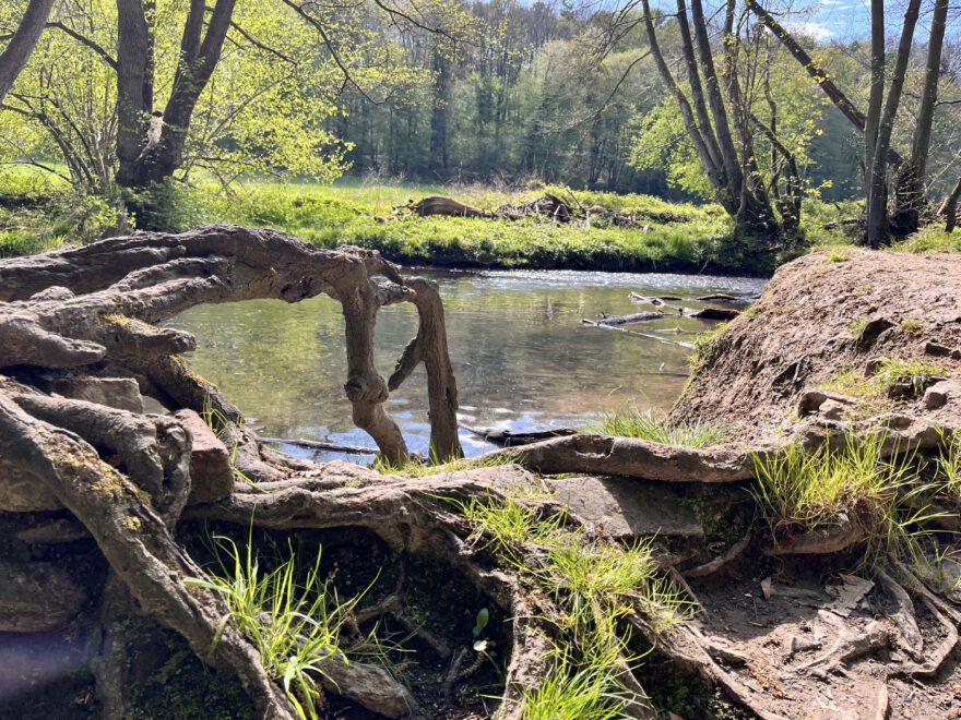 Wandern im Neandertal Entlang der Düssel in den Düsselauen 12