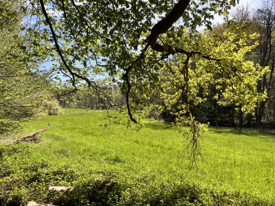 Wandern im Neandertal Entlang der Düssel in den Düsselauen 2