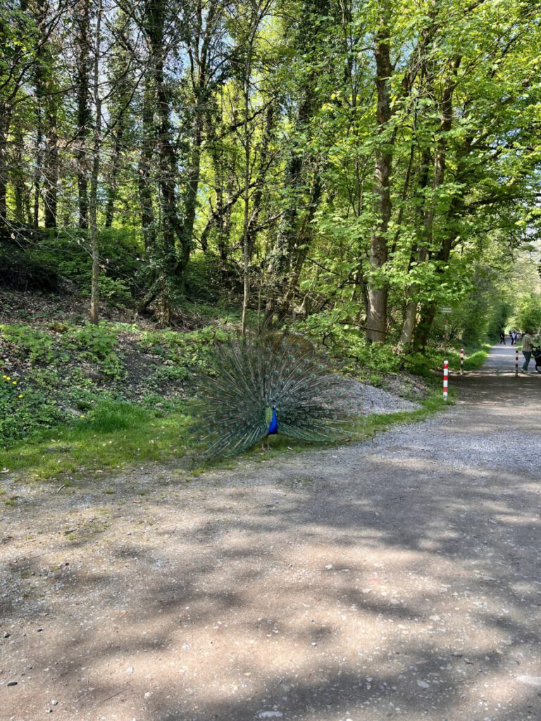 Wandern im Neandertal Entlang der Düssel in den Düsselauen 27