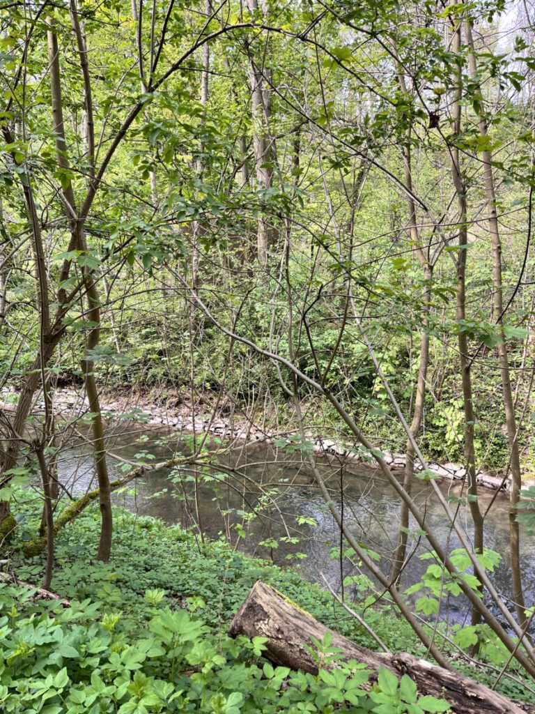 Wandern im Neandertal Entlang der Düssel in den Düsselauen 43