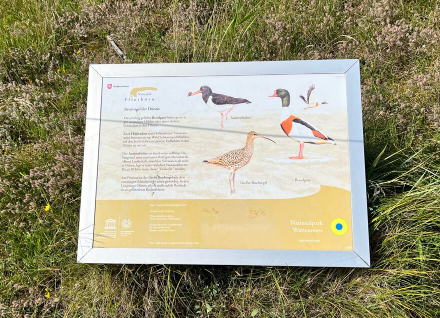 Langeoog Naturlehrpfad Flinthoern Impressionen vom Weg 11