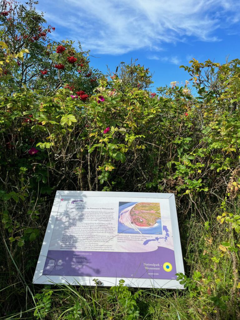 Langeoog Naturlehrpfad Flinthoern Impressionen vom Weg 4