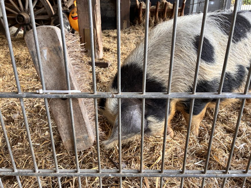 Städtetrip Utrecht Spaziergang durch Lombok und Leidsche Rijn 9